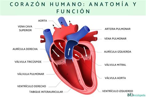 La vagina: anatomía y función de este órgano vital en la ...